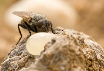 cluster fly control