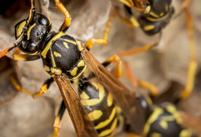 wasps nest control